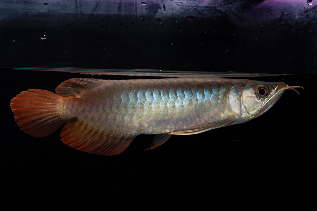 画像2: ダイナミックレッド NO.33（インドネシア産） (2)