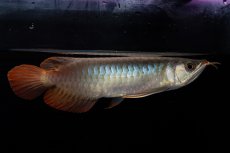 画像2: ダイナミックレッド NO.33（インドネシア産） (2)