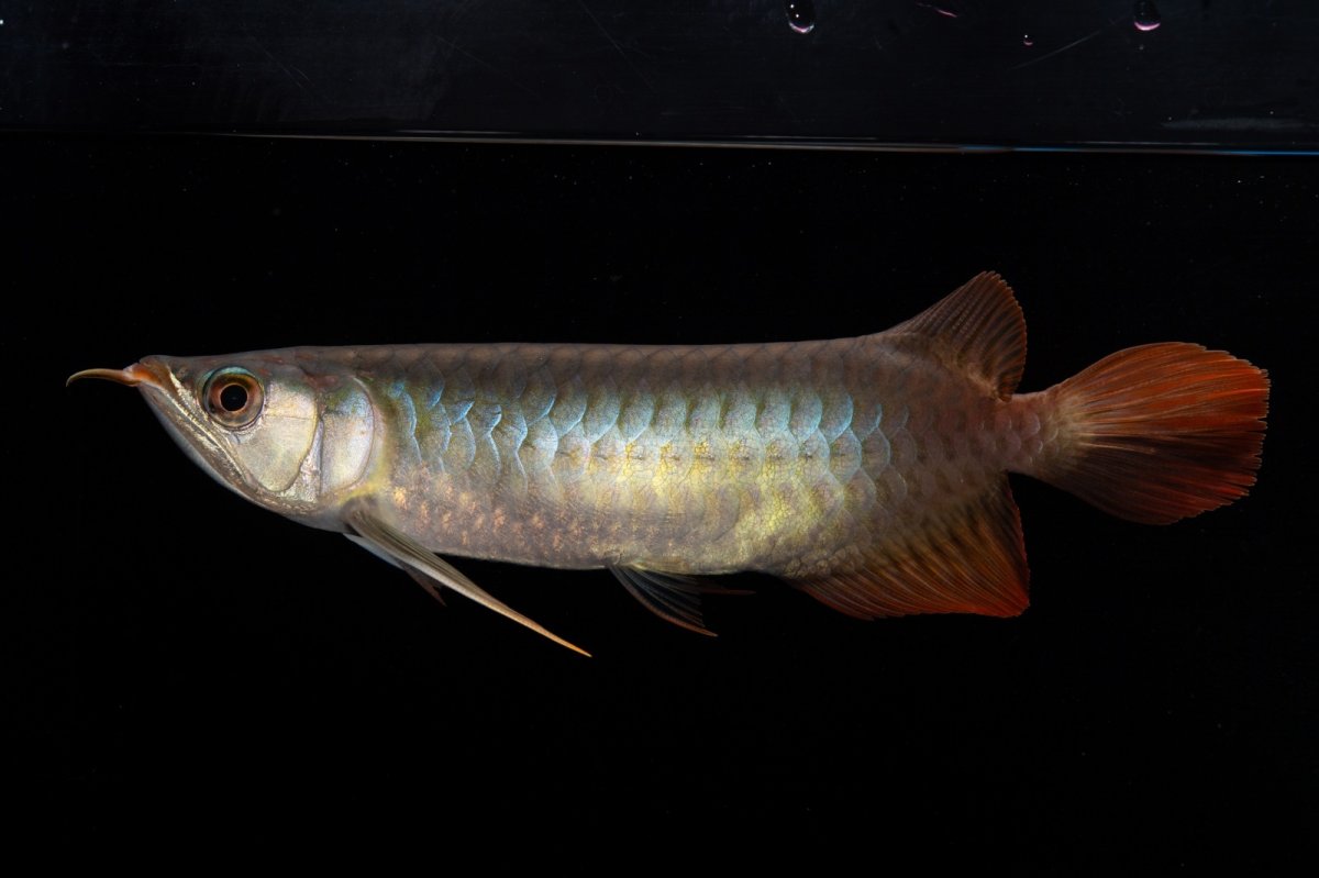 画像1: ダイナミックレッド NO.33（インドネシア産） (1)