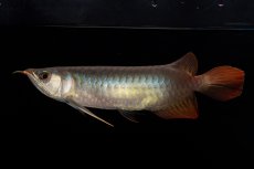 画像1: ダイナミックレッド NO.33（インドネシア産） (1)