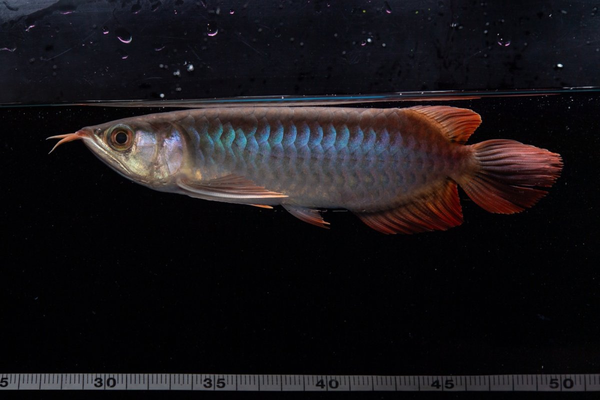 画像9: ダイナミックレッド NO.34（インドネシア産） (9)