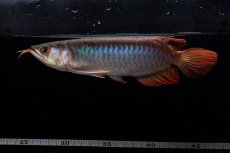 画像8: ダイナミックレッド NO.34（インドネシア産） (8)