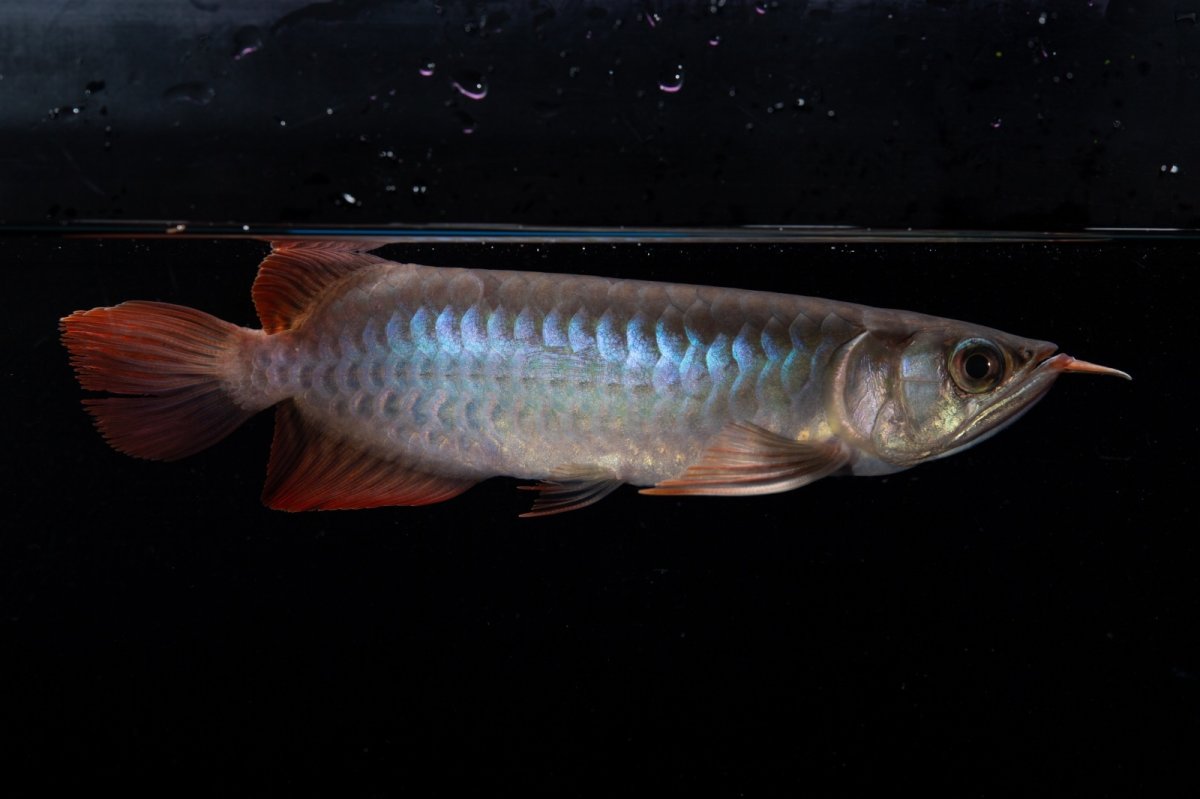 画像7: ダイナミックレッド NO.34（インドネシア産） (7)