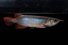 画像7: ダイナミックレッド NO.34（インドネシア産） (7)