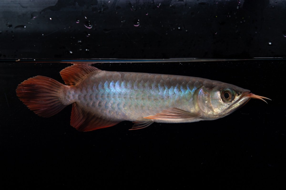 画像6: ダイナミックレッド NO.34（インドネシア産） (6)