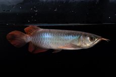 画像6: ダイナミックレッド NO.34（インドネシア産） (6)