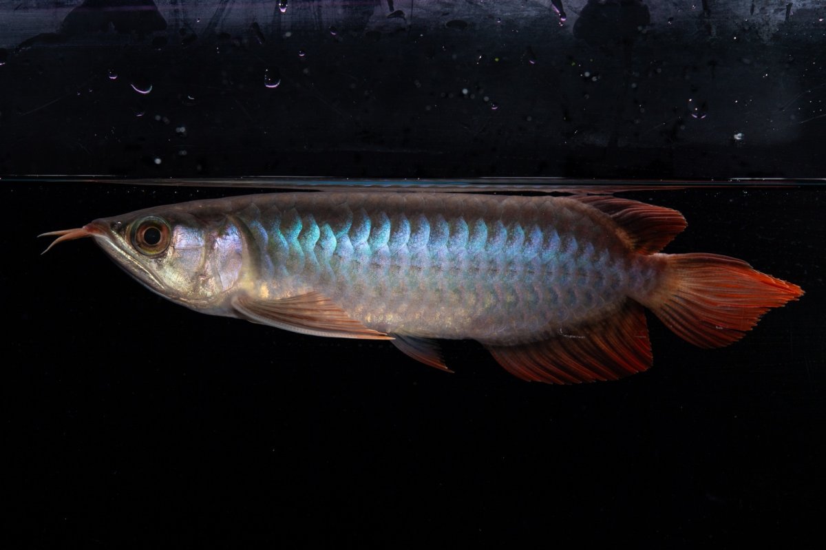 画像5: ダイナミックレッド NO.34（インドネシア産） (5)