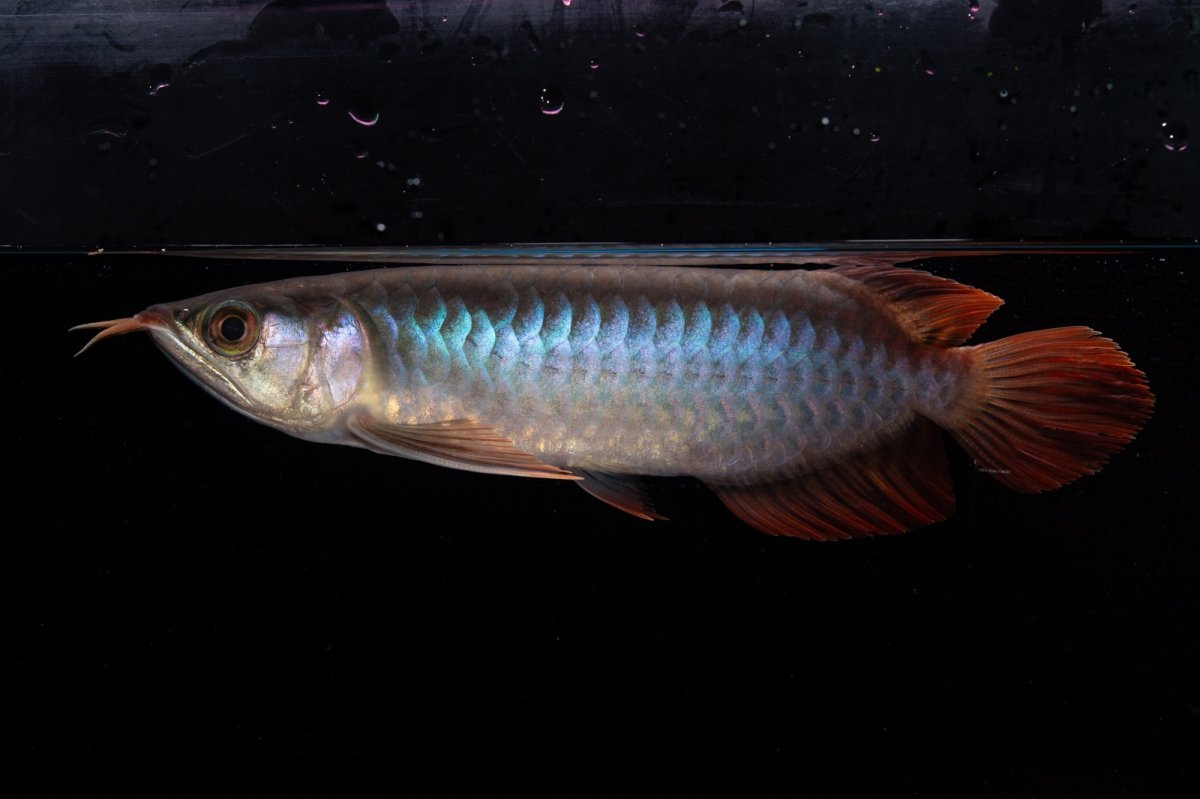 画像3: ダイナミックレッド NO.34（インドネシア産） (3)