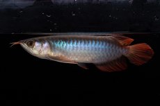 画像3: ダイナミックレッド NO.34（インドネシア産） (3)