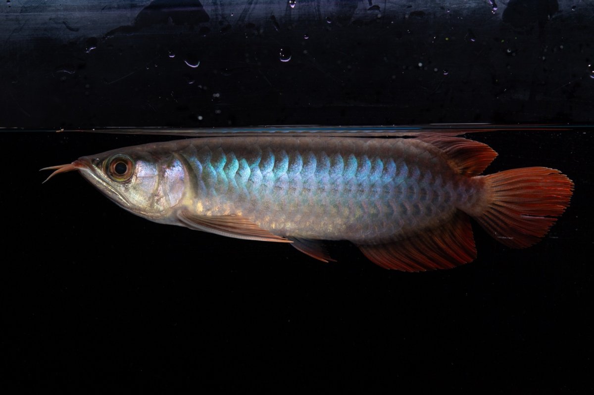 画像1: ダイナミックレッド NO.34（インドネシア産） (1)