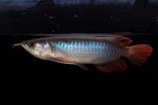 画像1: ダイナミックレッド NO.34（インドネシア産） (1)