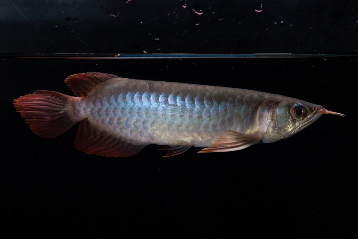 画像4: ダイナミックレッド NO.34（インドネシア産） (4)