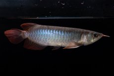 画像4: ダイナミックレッド NO.34（インドネシア産） (4)