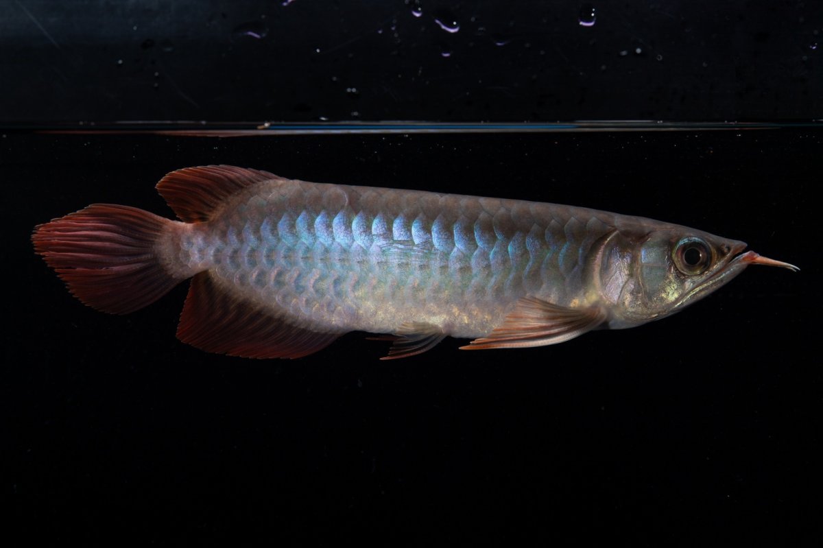 画像2: ダイナミックレッド NO.34（インドネシア産） (2)