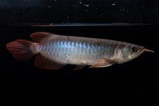 画像2: ダイナミックレッド NO.34（インドネシア産） (2)