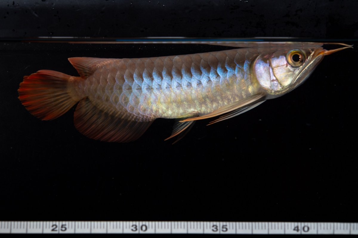 画像10: ダイナミックレッド NO.35（インドネシア産） (10)