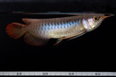 画像10: ダイナミックレッド NO.35（インドネシア産） (10)