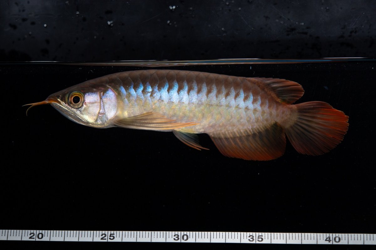 画像9: ダイナミックレッド NO.35（インドネシア産） (9)