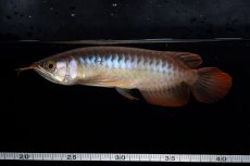 画像9: ダイナミックレッド NO.35（インドネシア産） (9)