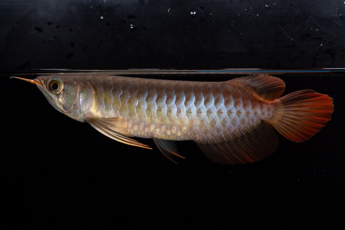 画像4: ダイナミックレッド NO.35（インドネシア産） (4)