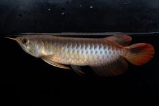 画像2: ダイナミックレッド NO.35（インドネシア産） (2)