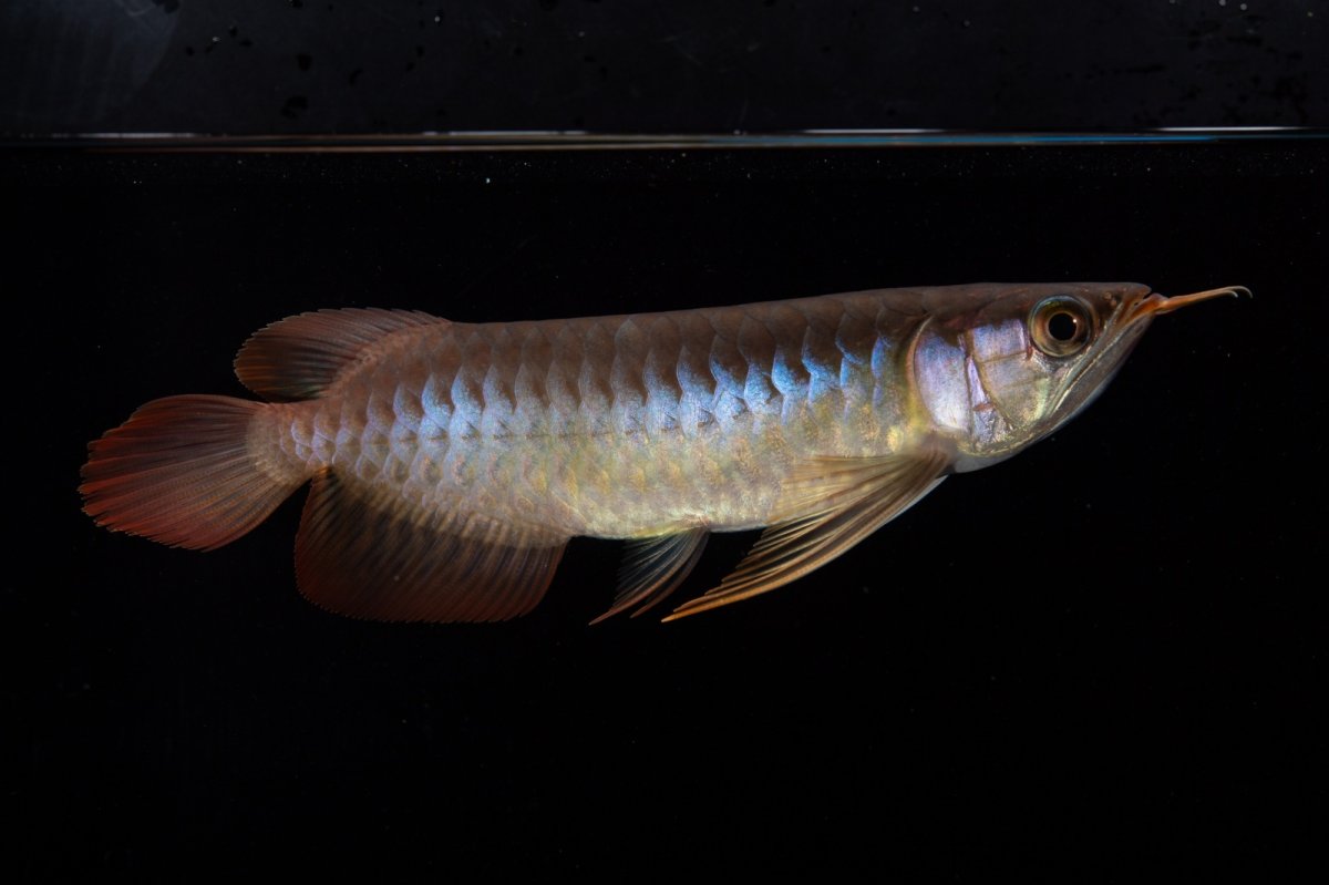 画像7: ダイナミックレッド NO.35（インドネシア産） (7)