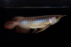 画像7: ダイナミックレッド NO.35（インドネシア産） (7)