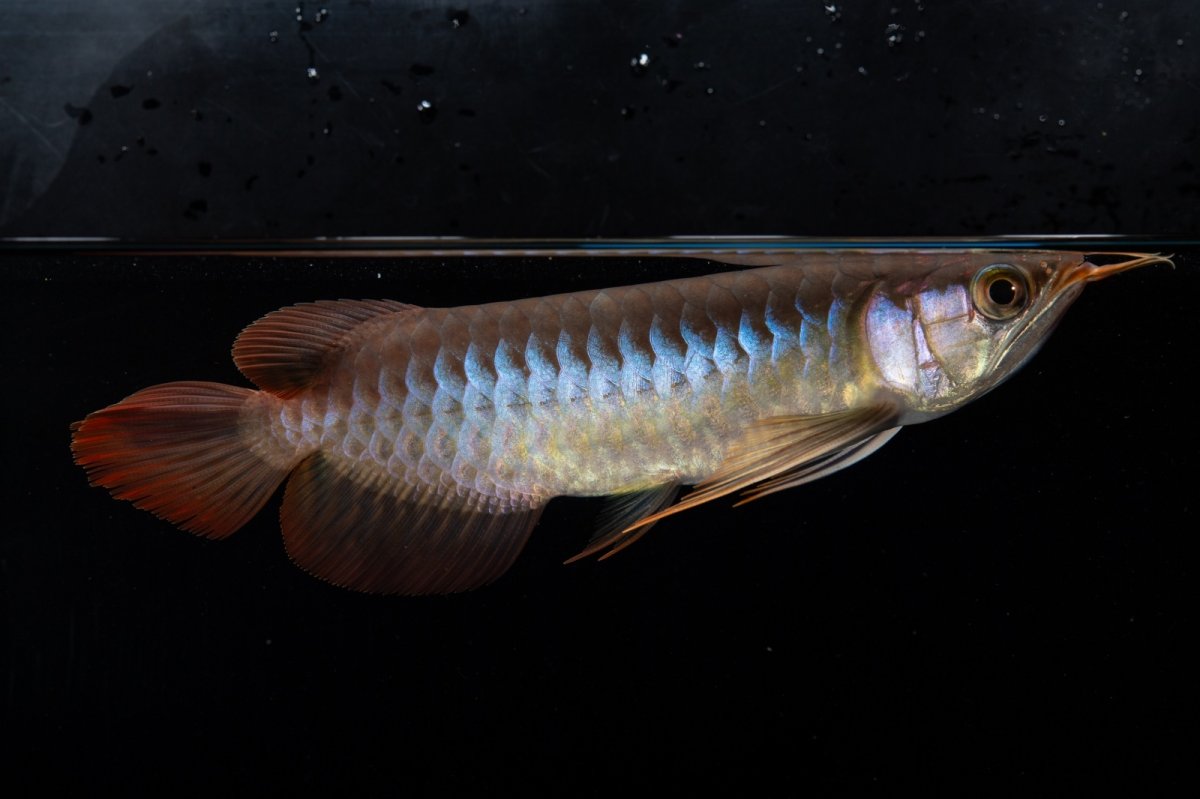 画像6: ダイナミックレッド NO.35（インドネシア産） (6)