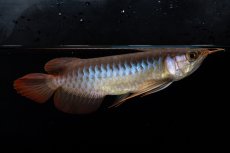 画像6: ダイナミックレッド NO.35（インドネシア産） (6)