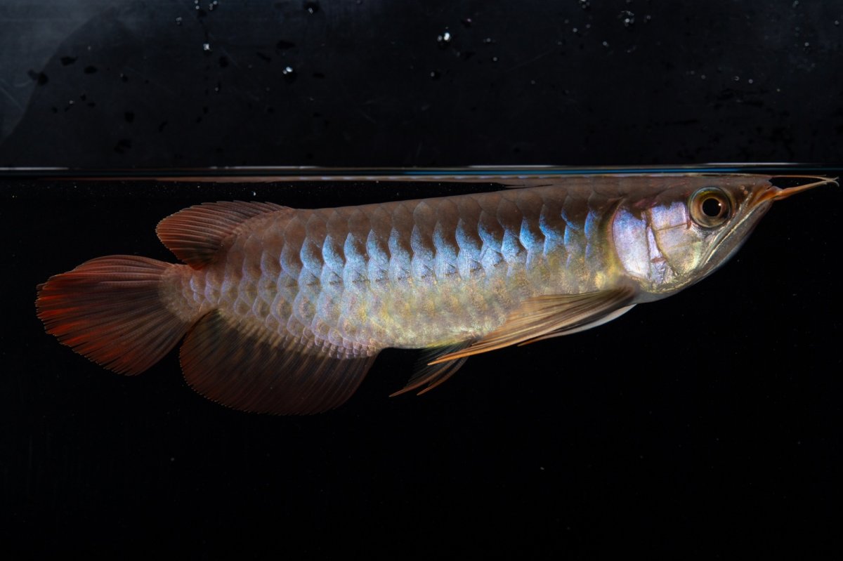 画像5: ダイナミックレッド NO.35（インドネシア産） (5)