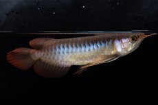 画像5: ダイナミックレッド NO.35（インドネシア産） (5)