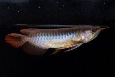 画像3: ダイナミックレッド NO.35（インドネシア産） (3)