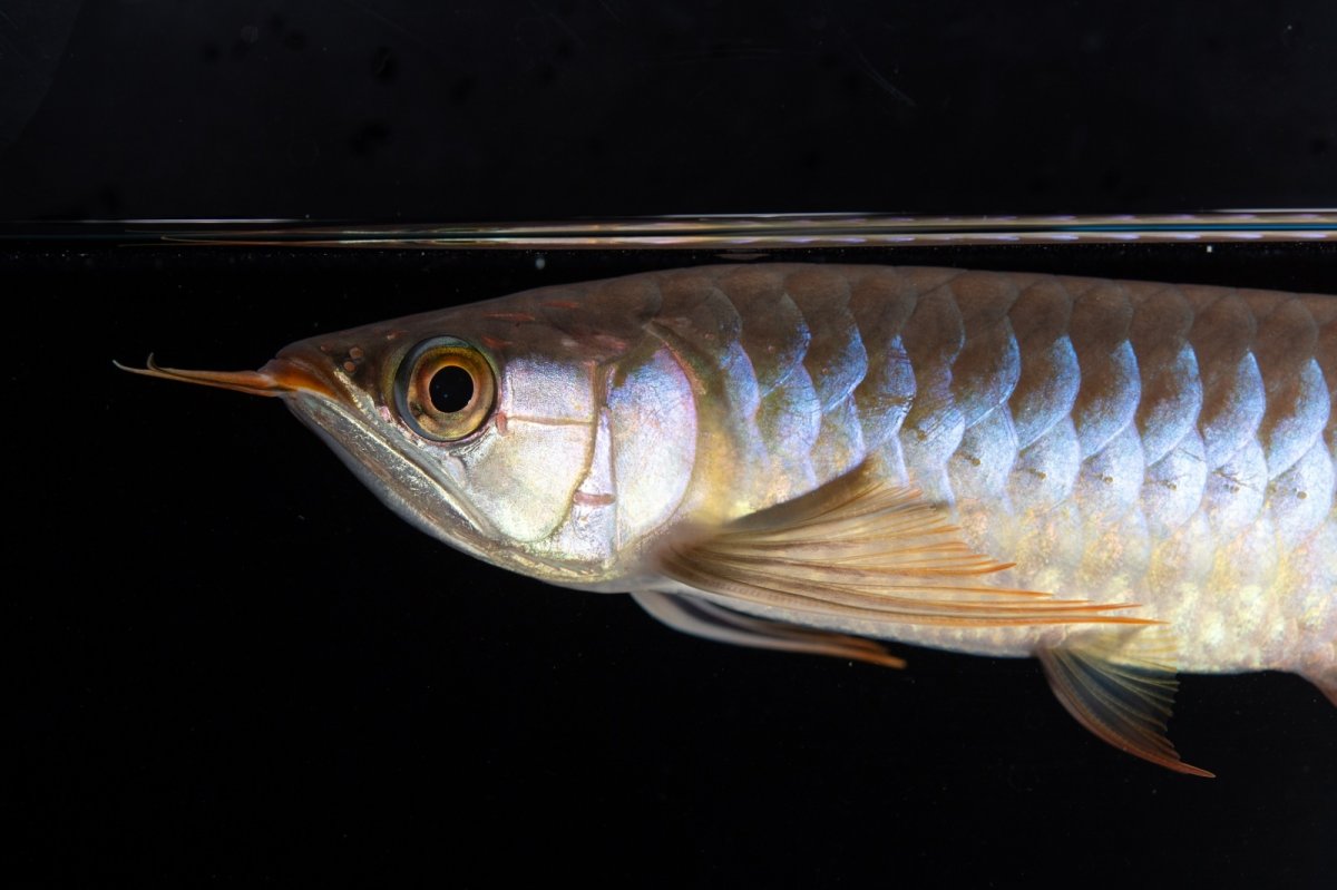 画像8: ダイナミックレッド NO.35（インドネシア産） (8)