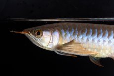 画像8: ダイナミックレッド NO.35（インドネシア産） (8)