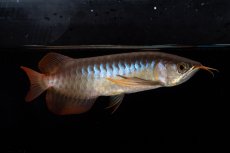 画像1: ダイナミックレッド NO.35（インドネシア産） (1)