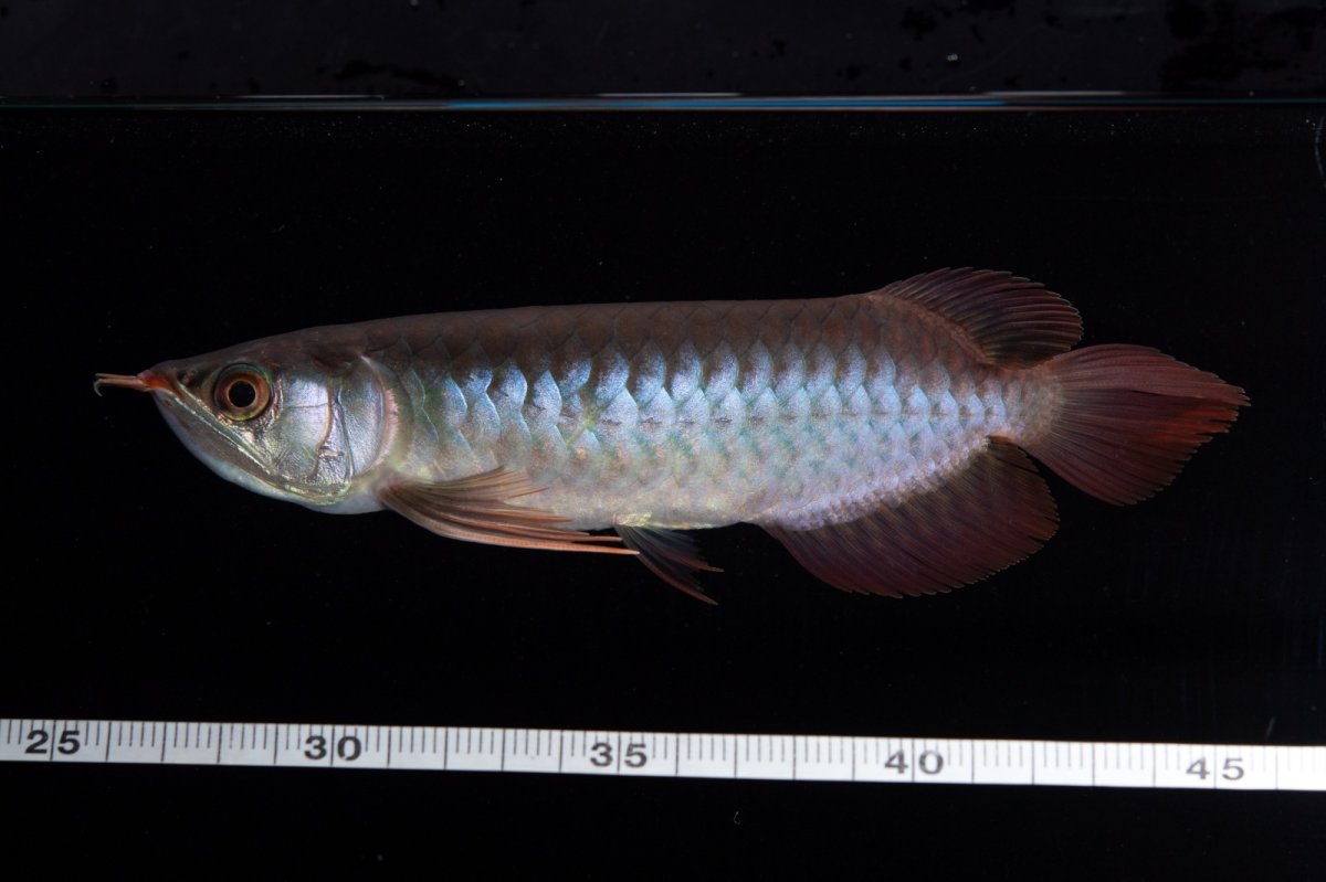 画像13: ダイナミックレッド NO.36（インドネシア産） (13)