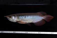 画像13: ダイナミックレッド NO.36（インドネシア産） (13)