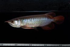 画像12: ダイナミックレッド NO.36（インドネシア産） (12)