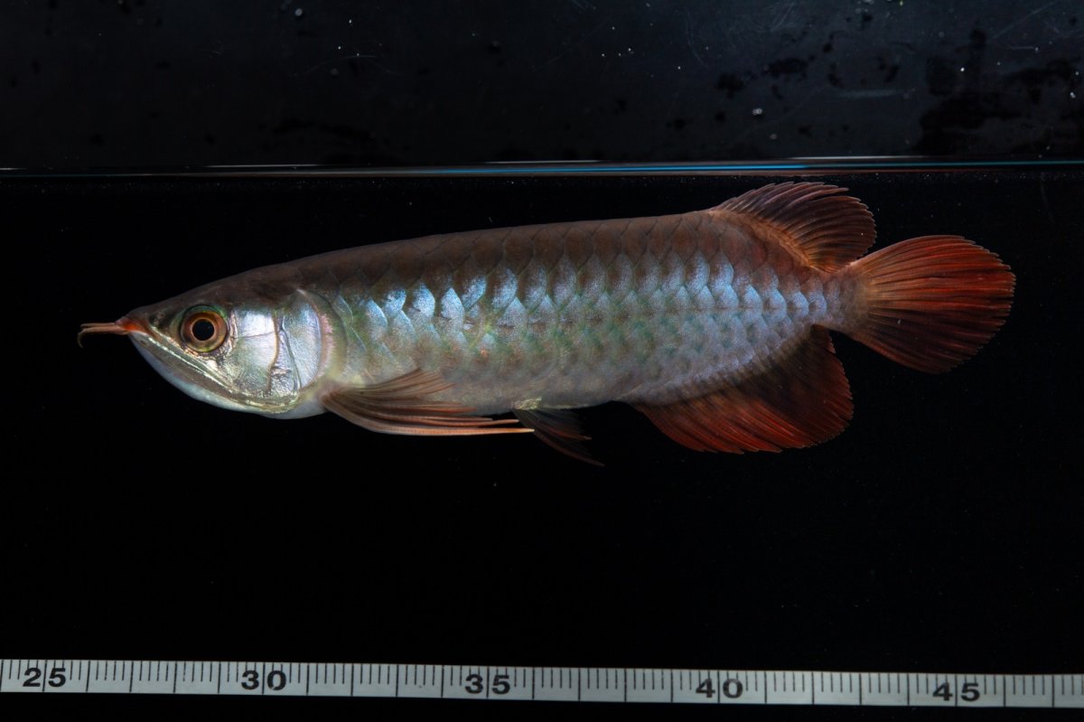 画像11: ダイナミックレッド NO.36（インドネシア産） (11)