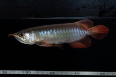 画像11: ダイナミックレッド NO.36（インドネシア産） (11)