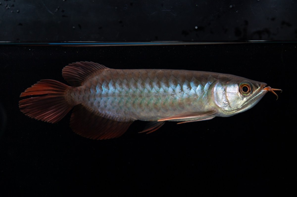 画像5: ダイナミックレッド NO.36（インドネシア産） (5)