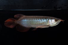 画像5: ダイナミックレッド NO.36（インドネシア産） (5)