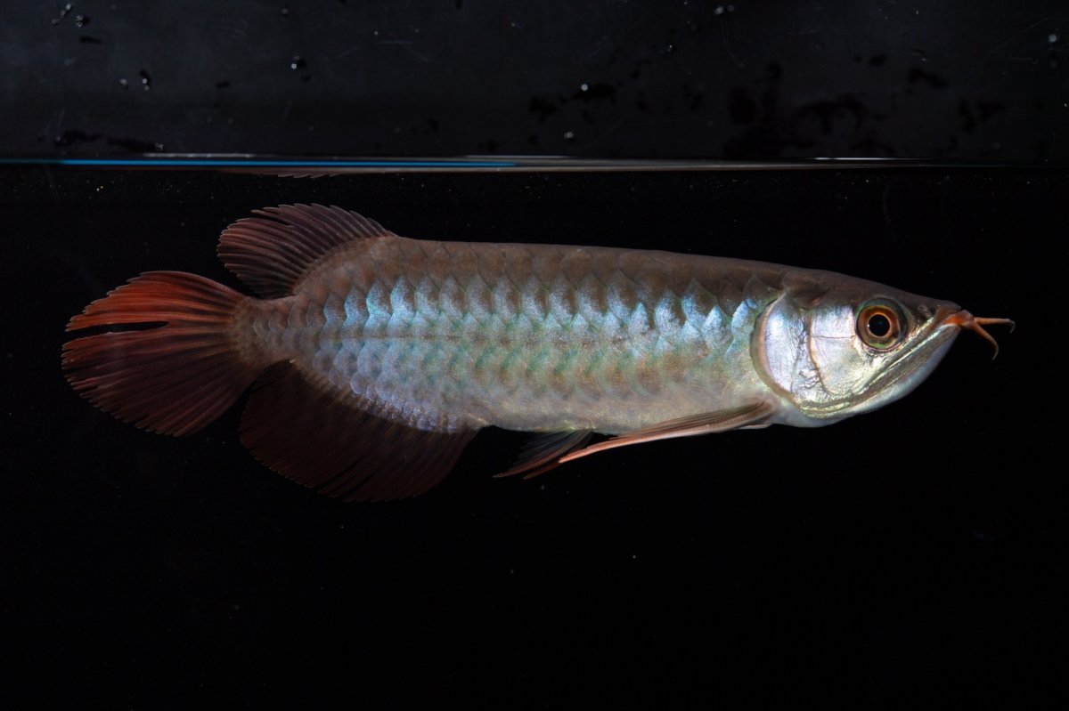 画像3: ダイナミックレッド NO.36（インドネシア産） (3)