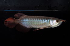 画像3: ダイナミックレッド NO.36（インドネシア産） (3)