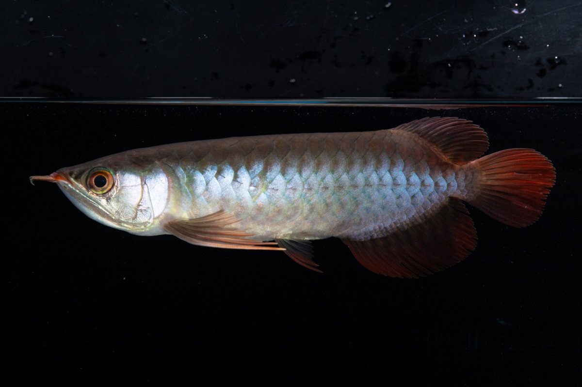 画像6: ダイナミックレッド NO.36（インドネシア産） (6)