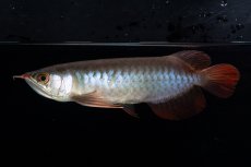 画像6: ダイナミックレッド NO.36（インドネシア産） (6)