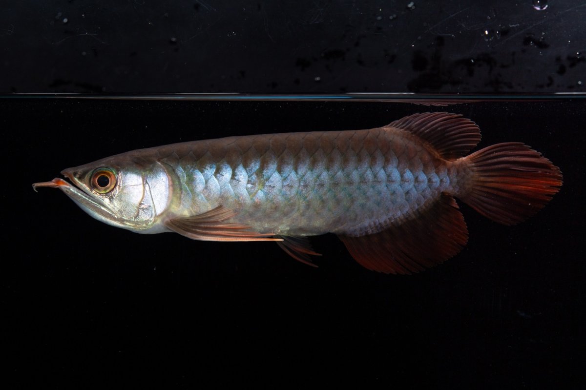 画像4: ダイナミックレッド NO.36（インドネシア産） (4)