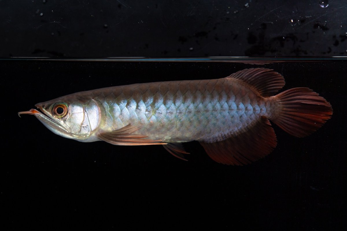 画像2: ダイナミックレッド NO.36（インドネシア産） (2)