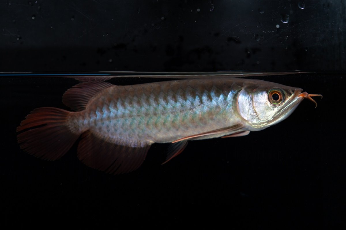 画像7: ダイナミックレッド NO.36（インドネシア産） (7)