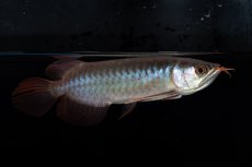 画像7: ダイナミックレッド NO.36（インドネシア産） (7)